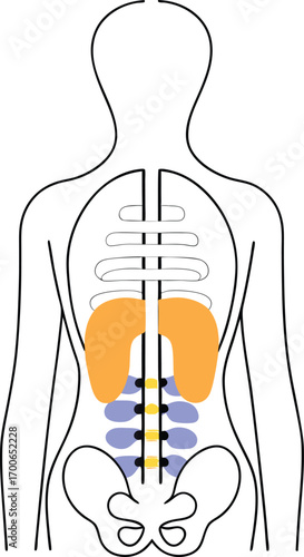 Simplified Posterior Human Anatomy: Lungs, Kidneys, and Spine Illustration
