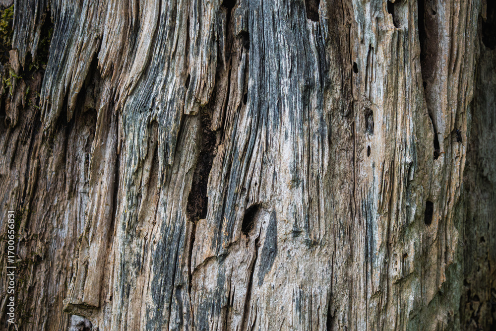 Obraz premium old wood texture