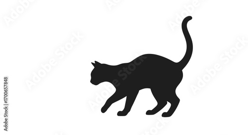 Silhouette of a Stealthy Cat Elegant Black Feline