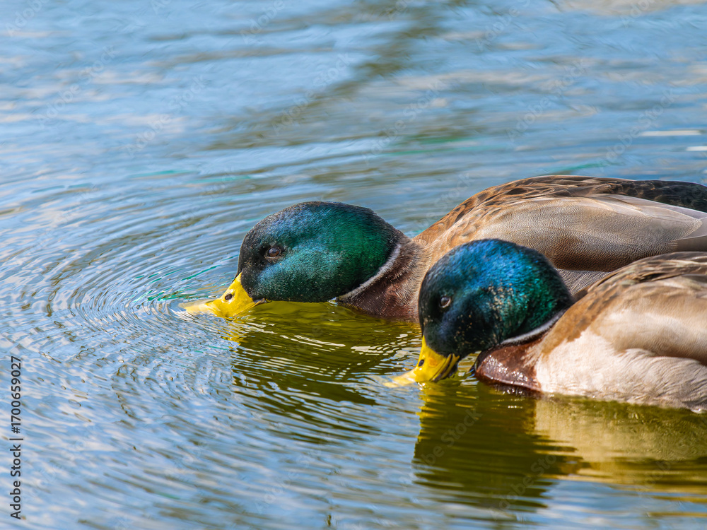 Obraz premium 池を泳ぐマガモ