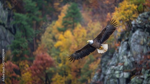 Wallpaper Mural Bald eagle soaring autumn forest Torontodigital.ca