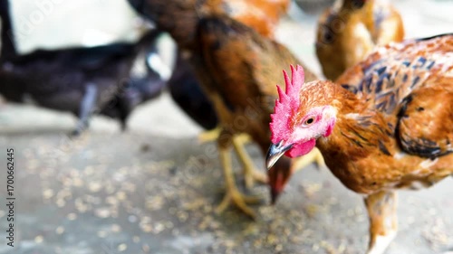 Group of chickens feeding on the ground in a farmyard