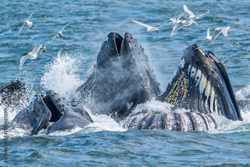 Humpback Whales Nubble-Net FishingKenai Fjord