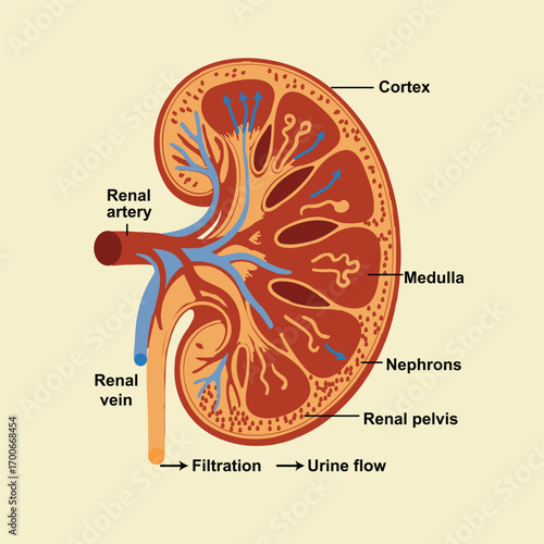 Human Kidney Anatomy Illustration