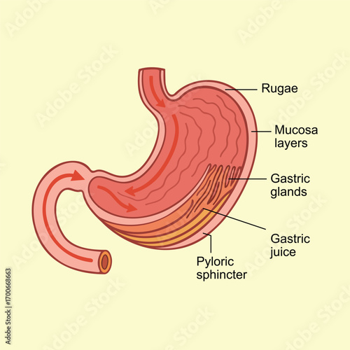 Labeled Illustration of the Human Stomach Anatomy