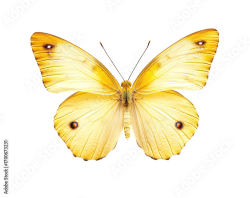 Yellow clouded yellow butterfly isolated on transparent background