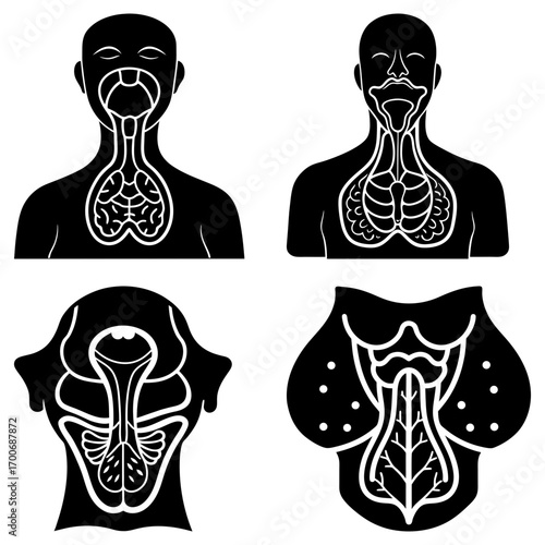 Illustration showing human anatomy of throat and chest in four different perspectives in black and white