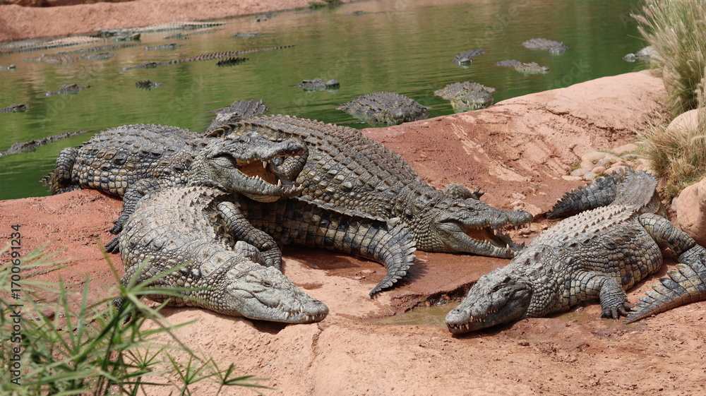 Obraz premium Group of Nile crocodiles basking on a riverbank by a green pond – dangerous reptile wildlife with armored scales, teeth and tails; gator/caiman family resting