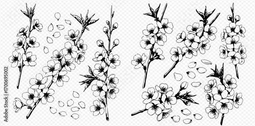 A hand-drawn botanical collection of blooming Manuka or tea tree branches, buds, and scattered petals in a vintage sketch style.