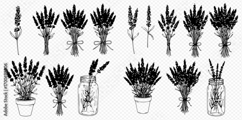 A collection of hand-drawn lavender illustrations, including bouquets, potted plants, single stems, and sprigs in a jar.
