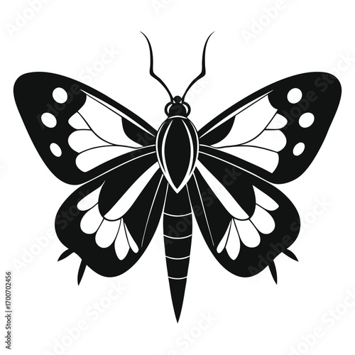 Lepidoptera Silhouette on White Background