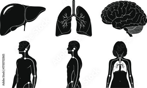 Illustrations of human organs and anatomical systems in black and white