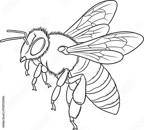 Detailed line drawing of a bee in flight, showcasing its delicate wings and segmented body.