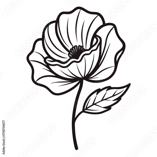 hand drawn poppy flower