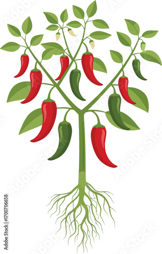 Colorful Chili Pepper Plant with Ripe Fruits and Roots on White Background vector illustration