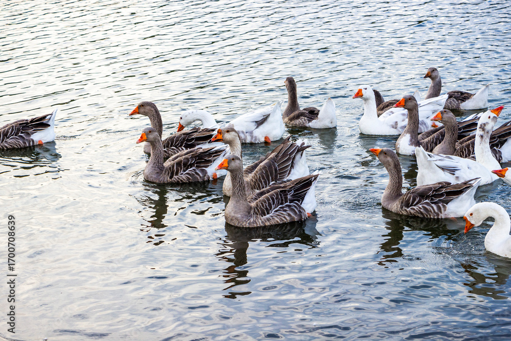 Obraz premium flock, gray geese, standing on the sand, river bank, large domestic birds, pink beaks, cawing, large bushes, thickets, greenery, dinner, stones, picturesque nature 