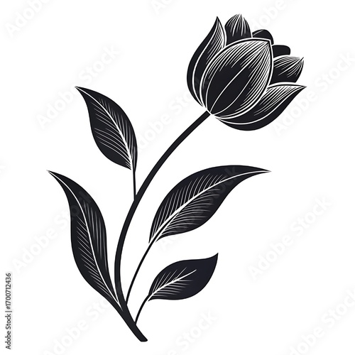 black and white tulip