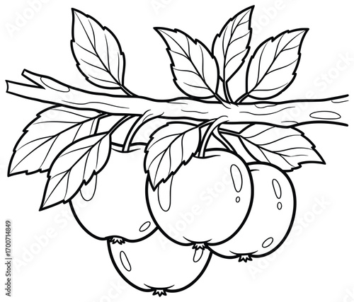 Apple branch illustration with several ripe fruits surrounded by large leaves on a wooden stem, designed in a clean cartoon outline style ideal for coloring pages and creative design resources