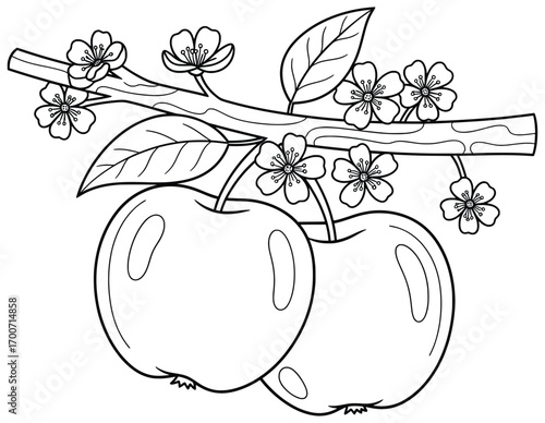 Apple branch illustration featuring two ripe fruits, detailed blossoms, and leaves on a wooden stem, drawn in a clean cartoon outline style ideal for coloring books and creative projects