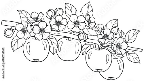 Apple blossom illustration with ripe fruits, blooming flowers, and detailed leaves on a branch, drawn in a clean cartoon outline style ideal for coloring pages, decorative artwork, and design projects