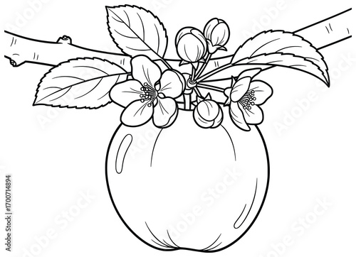 Apple blossom illustration showing a single ripe fruit with flowers and leaves on a branch, drawn in a clean cartoon outline style perfect for coloring pages, decorative artwork, and design resources
