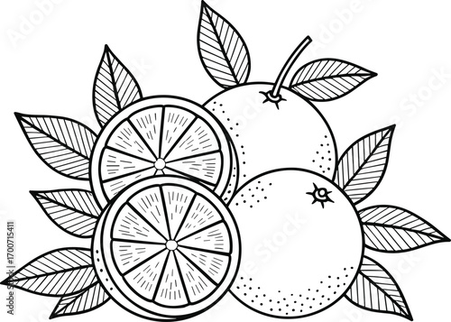 Vector illustration of orange fruit with whole and sliced pieces surrounded by leaves, hand-drawn detailed citrus artwork for food, juice, organic design