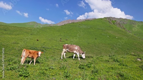 Cows grazing on green pasture in mountains of Kyrgyzstan at sunny summer day.