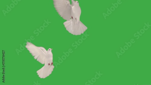 5th wedding anniversary flying doves white balloons foil balloon number five green screen