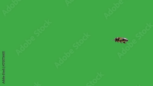 slowly flying bee suddenly flies away on a green screen