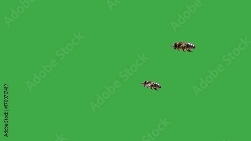 two bees flying on green screen
