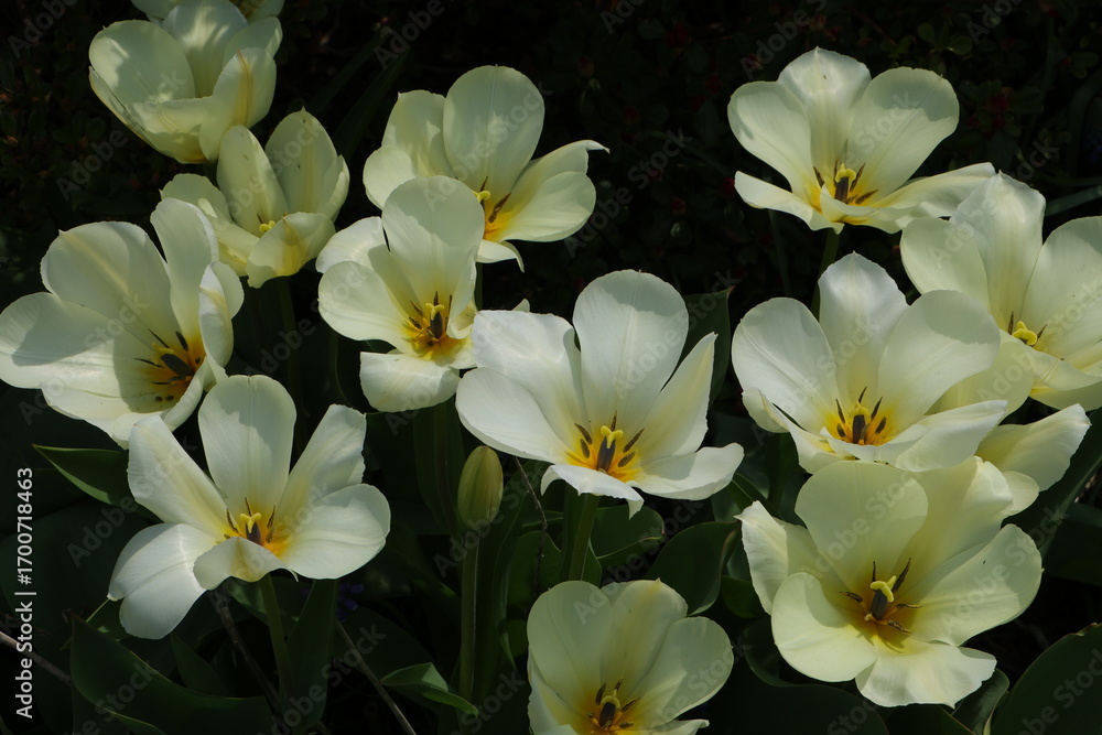 Fototapeta premium White Tulips