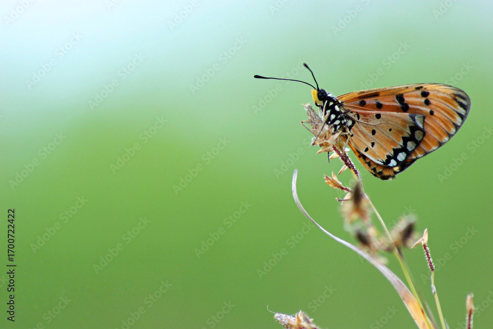Fototapeta premium A Tawny Coster butterfly rests gently on a delicate stem, amidst a serene green bokeh background.