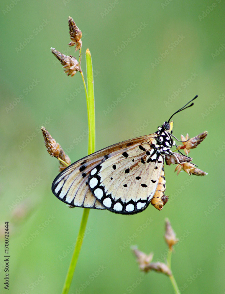 Obraz premium A Tawny Coster butterfly delicately rests on a grass stem in a soft, natural light setting outdoors.