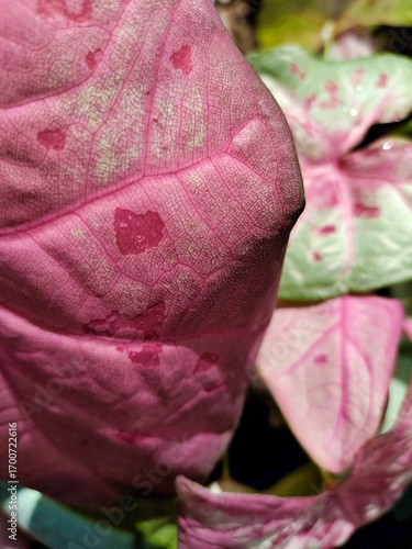 Wallpaper Mural Broad-leaved plants with pink rose or green colors Torontodigital.ca