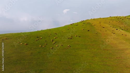 Herd of free-range grass-fed grazing sheep peacefully roams across a lush green hill in rural Kyrgyzstan