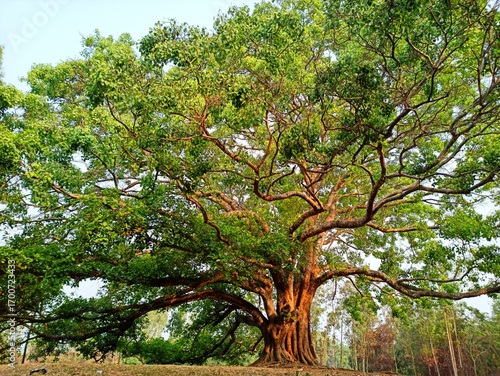 Billede på lærred A majestic and ancient Banyan tree (Ficus benghalensis) with a massive trunk and sprawling branches, bathed in warm sunlight