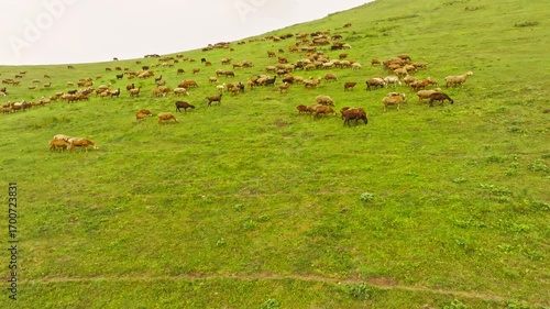 Herd of free-range grass-fed grazing sheep peacefully roams across a lush green hill in rural Kyrgyzstan