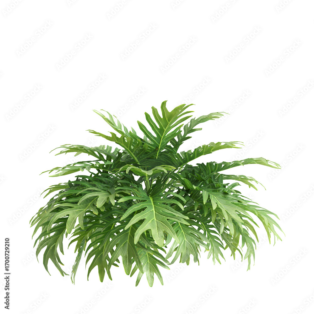 Fototapeta premium 3d illustration of bush philodendron xanadu isolated on transparent background