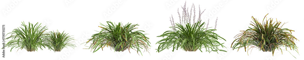 Fototapeta premium 3d illustration of set bush Liriope muscari variegata isolated on transparent background