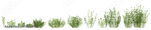 3d illustration of set bush Galium aparine isolated on transparent background