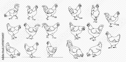 Detailed black and white line art illustrations showcasing various chickens and roosters in different poses, including standing, walking, and looking, on a transparent background.