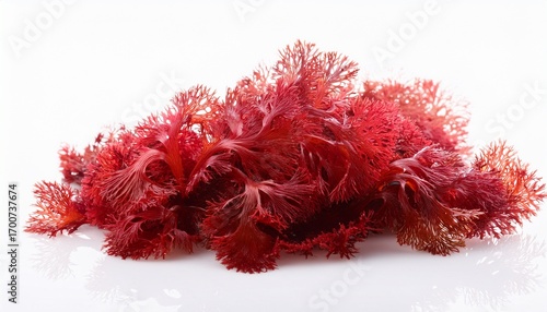 red algae on white background