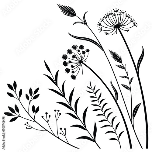 Elegant botanical line art of wildflower stems and seed heads for natural designs