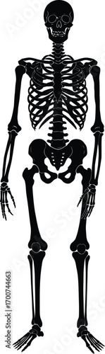 Striking anatomical skeleton illustration for medical study, biology class, or Halloween designs offering educational and spooky potential in a clean, modern style