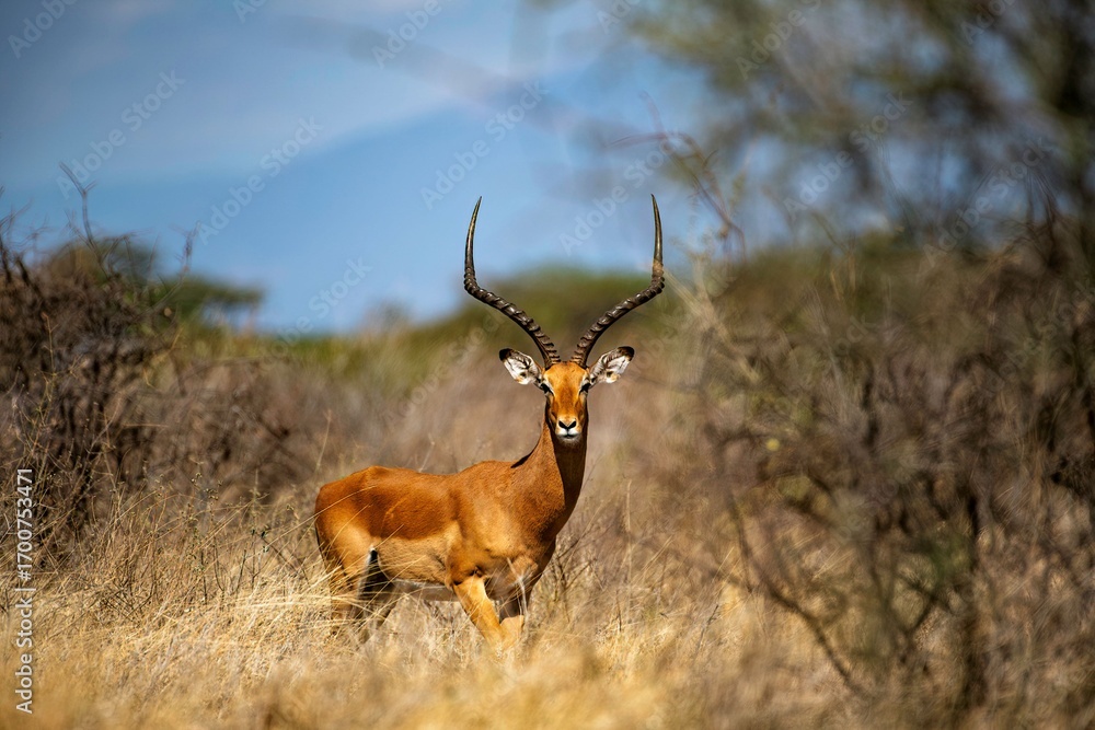 Naklejka premium Impala Antelope standing in the grass of the Savannah at Samburu national park in Kenya
