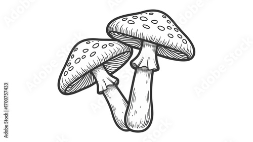 Hand drawn vintage mushroom illustration vector scalable graphics for nature and food designs white background