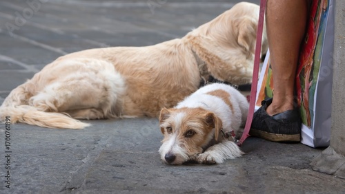 Dogs resting on the street
