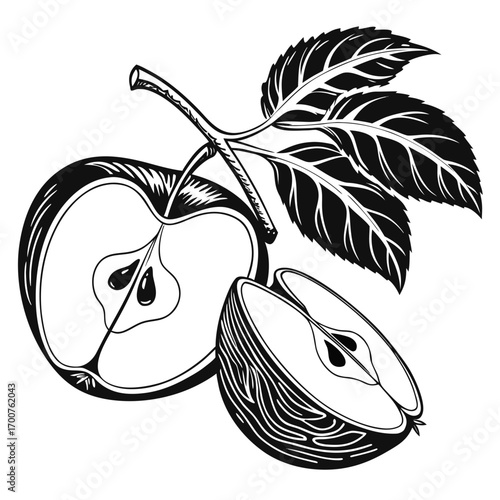 vector illustration of an apple  black and white 