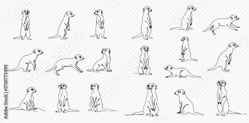 A collection of hand-drawn meerkat line art illustrations, showcasing various poses such as standing, sitting, running, and lying down.