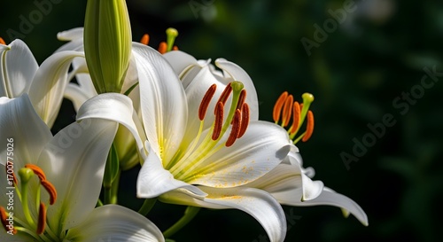 white and yellow flower
